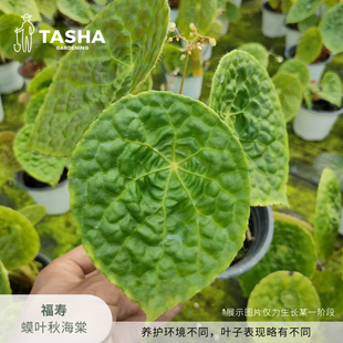 塔莎的花园鳟鱼竹节福寿秋海棠乌头杂塞拉山王室内外阳台观叶植物