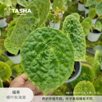 塔莎花园竹节福寿秋海棠