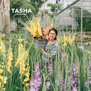 塔莎的花园唐菖蒲种球剑兰地栽庭院花镜线性植物可做切花花束