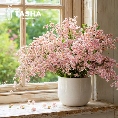 塔莎的花园文心兰盆栽香花好养