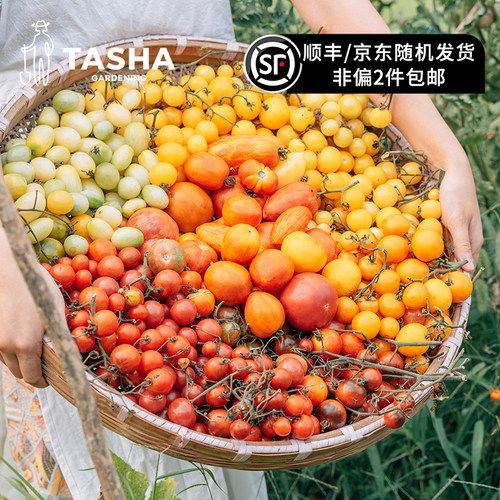 蔬菜番茄苗矮生小苗盆栽