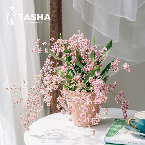 塔莎的花园多年生有香味开花植物