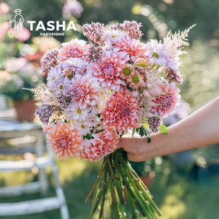 塔莎的花园大丽花种球多品种花卉阳台庭院种植多年生可做切花花束