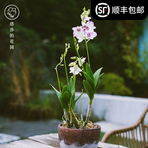 迷你洋兰价格 迷你洋兰图片 星期三