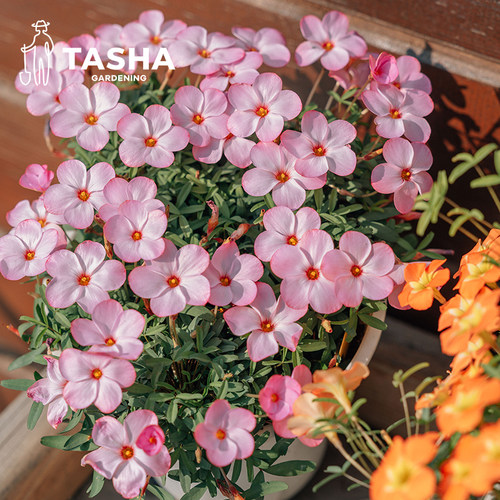塔莎的花园酢浆草盆栽苗晚早花耐晒易爆花ob粉白桃之辉室内外