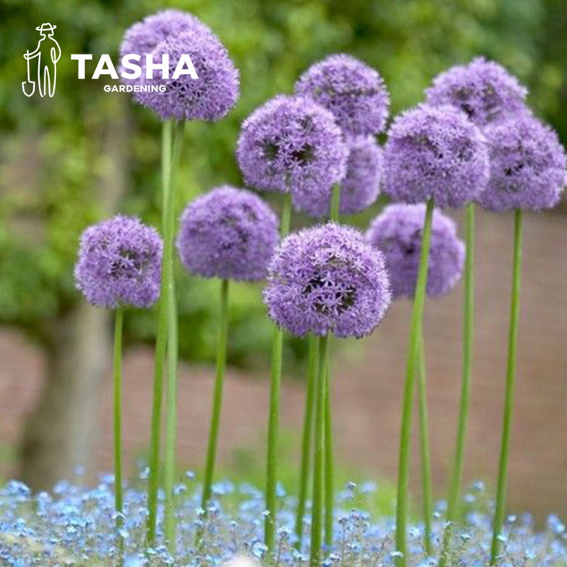 大花葱秋冬预售进口种球