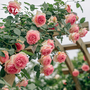 开花花苗盆栽乙女心海神王 爬藤棒棒糖四季 塔莎 花园浅色仙气月季