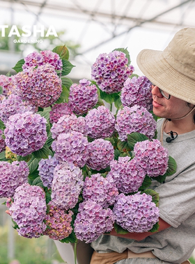 塔莎的花园反季精品绣球开花盆栽庭院阳台室外落跑新娘妖精吻ld