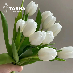 塔莎 花园59.7任选15球郁金香种球进口5度自然水培地栽花园种