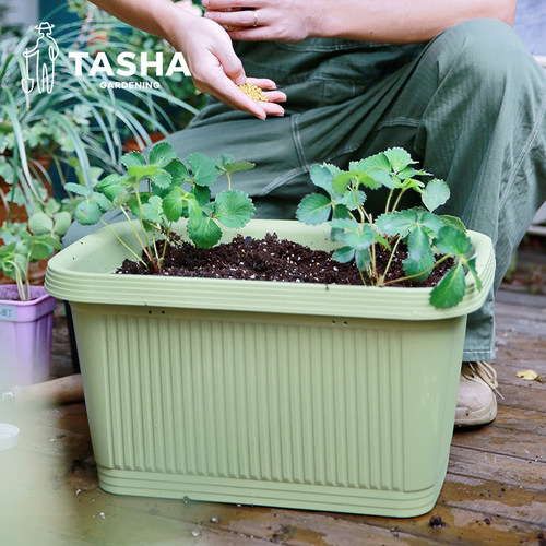 塔莎的花园爱丽思浮雕草莓花盆