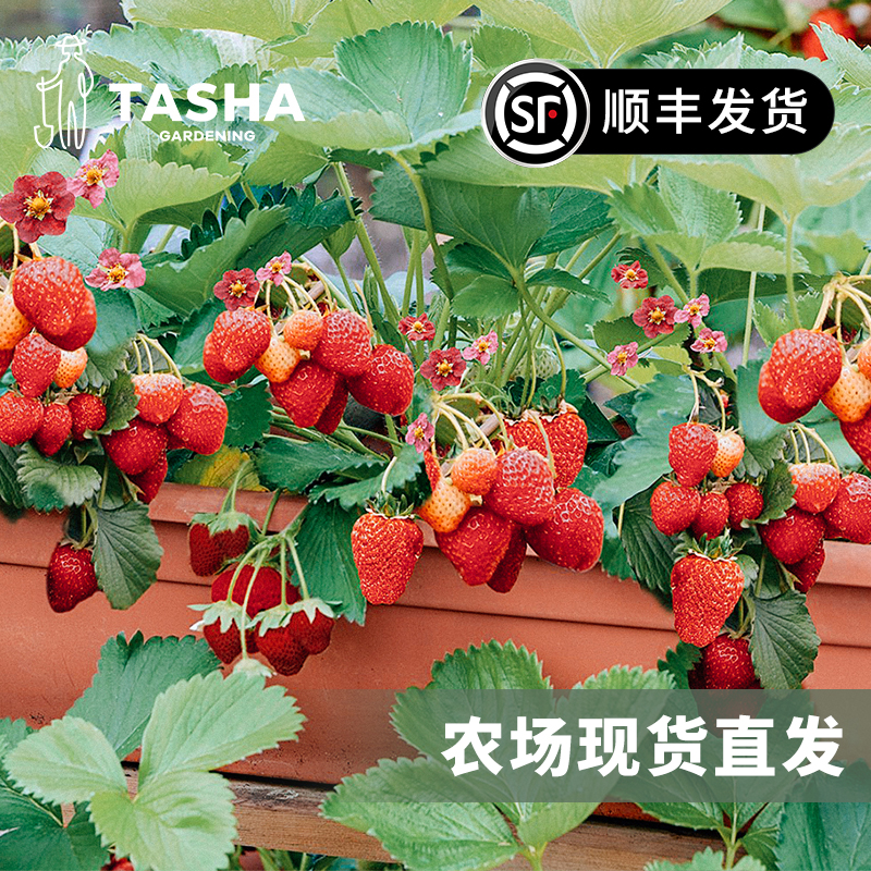 塔莎的花园高山草莓苗四季可采收
