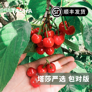 塔莎的花园车厘子樱桃裸根树苗庭院果苗红妃黑珍珠弗里斯科南方种