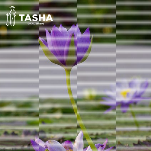 塔莎的花园睡莲水培植物四季