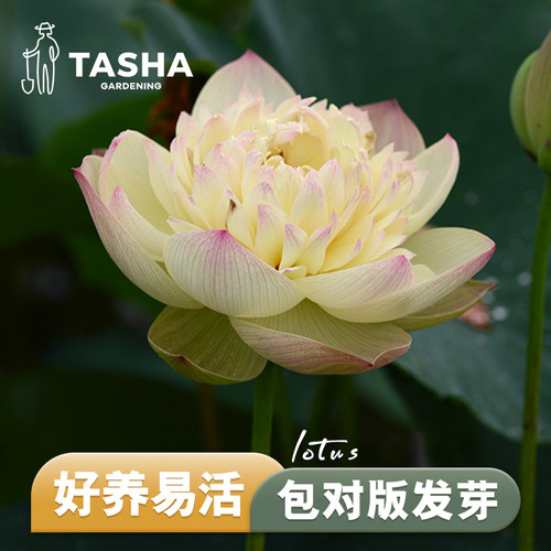 塔莎的花园碗莲水培块根植物四季