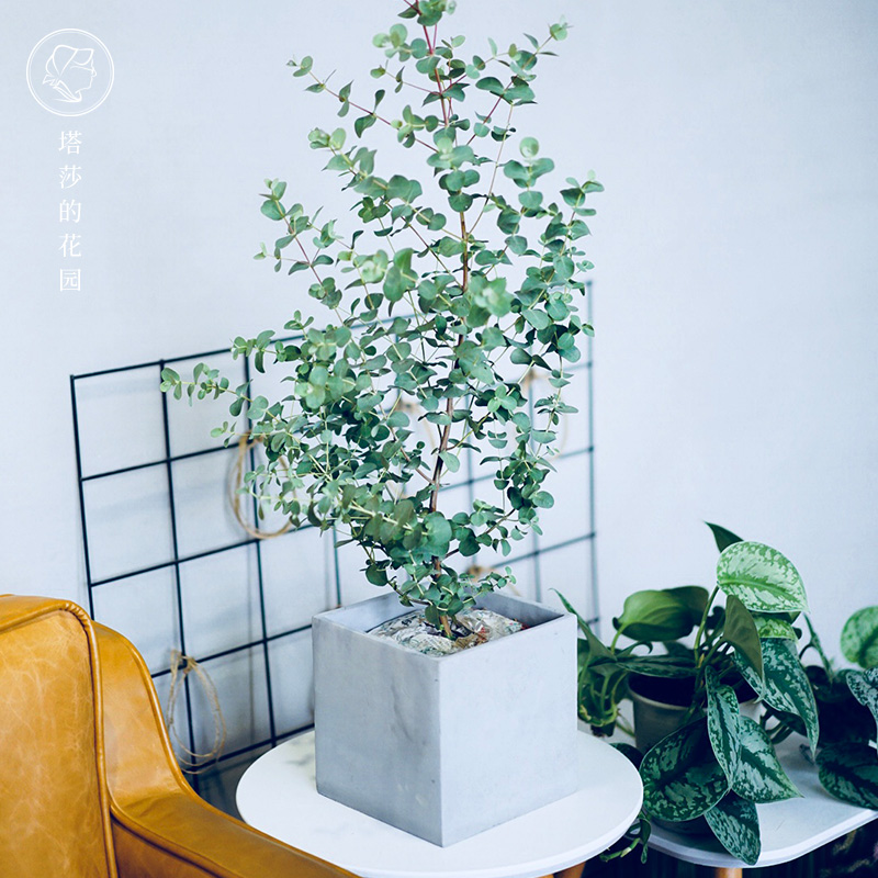塔莎的花园 尤加利苹果桉绿植盆栽客厅绿植盆栽室内阳台观叶植物