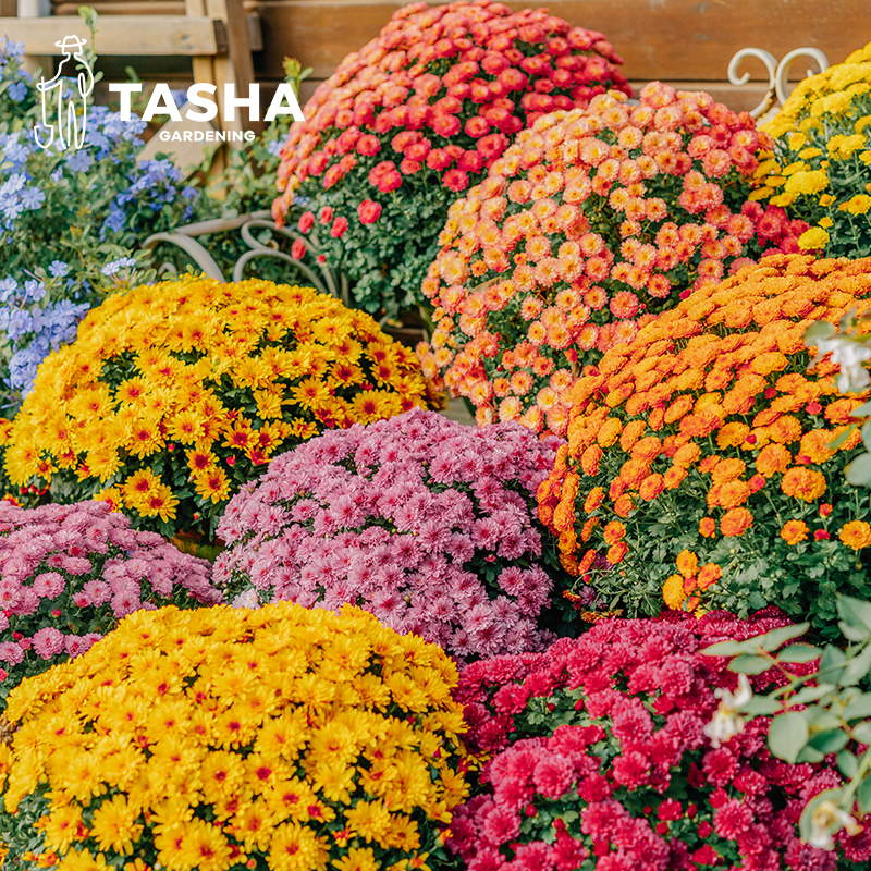 塔莎的花园菊花多年生花卉盆栽