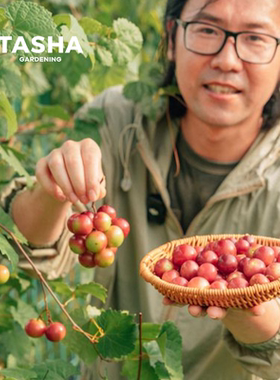 塔莎的花园圆叶葡萄盆栽果树庭院爬藤红宝石微红梅阳台低维护果苗