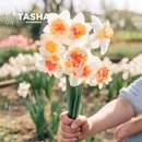 塔莎 花园进口洋水仙种球园艺切花盆栽手捧花绿植庭院秋冬开花