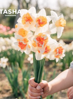 塔莎的花园进口洋水仙种球园艺切花盆栽手捧花绿植庭院秋冬开花