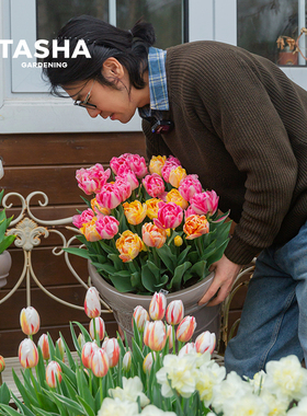塔莎的花园常温球郁金香种球自然球重瓣水培狐狸舞步香奈儿地栽
