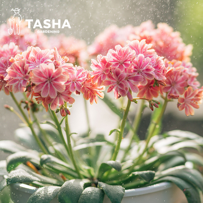 塔莎的花园 露薇花盆栽琉维草阳台庭院花卉植物四季开花多年生,鲜花速递/花卉仿真/绿植园艺,时令草本花卉,淘宝优惠券,粉丝福利购,淘宝优惠卷