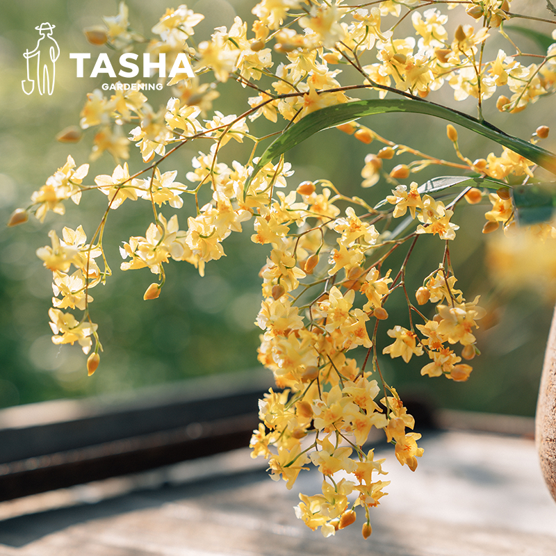 塔莎的花园梦香文心兰盆栽带花苞桌面小盆栽香味兰花过年宵装饰花