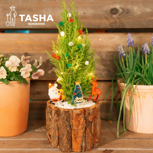 塔莎 花园小香松小松树常绿盆栽室内绿植盆景桌面植物