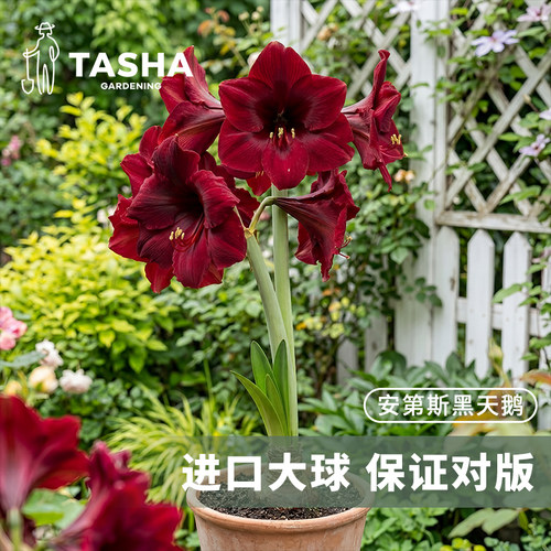 塔莎的花园朱顶红重瓣种球