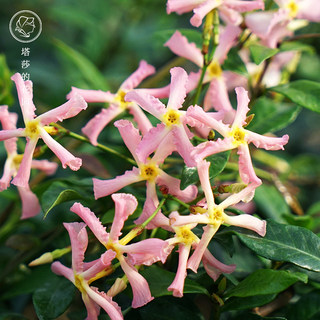 塔莎的花园 粉色风车茉莉锦叶爬藤植物大苗络石藤本花卉植物空气