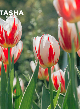 塔莎的花园郁金香种球幸福一代进口重瓣水培狐狸舞步香奈儿粉紫白