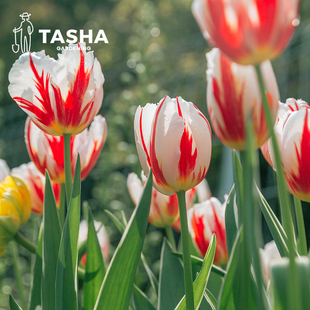 塔莎 花园郁金香种球幸福一代进口重瓣水培狐狸舞步香奈儿粉紫白