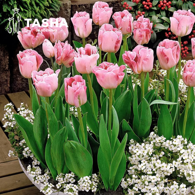 塔莎的花园量贩装15球郁金香种球进口5度自然球水培地栽花园种植,鲜花速递/花卉仿真/绿植园艺,种球/裸根,淘宝优惠券,粉丝福利购,淘宝优惠卷