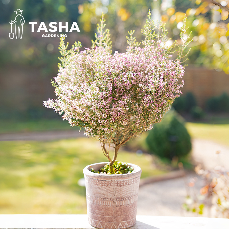 塔莎的花园欧石楠盆栽