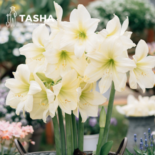 塔莎的花园 国产朱顶红种球多球群植重瓣大种球阿弗雷阿拉斯加