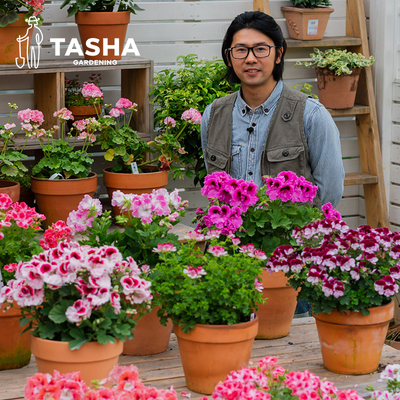 塔莎的花园大花天竺葵花苗重瓣四季盆栽小苗阳台花卉植物室内客厅