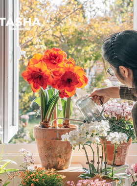 塔莎的花园朱顶红种球重瓣大球花卉绿植双梦花孔雀玫瑰花漾阿弗雷