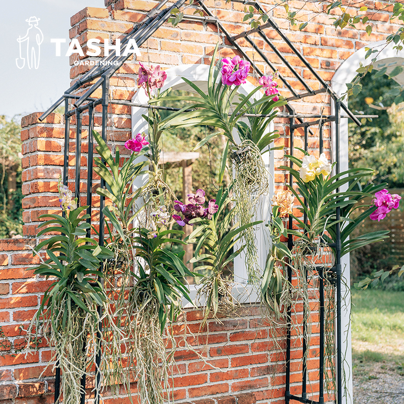 塔莎的花园 万代兰空气净化好养室内装饰养护热带植物怕冷怕干