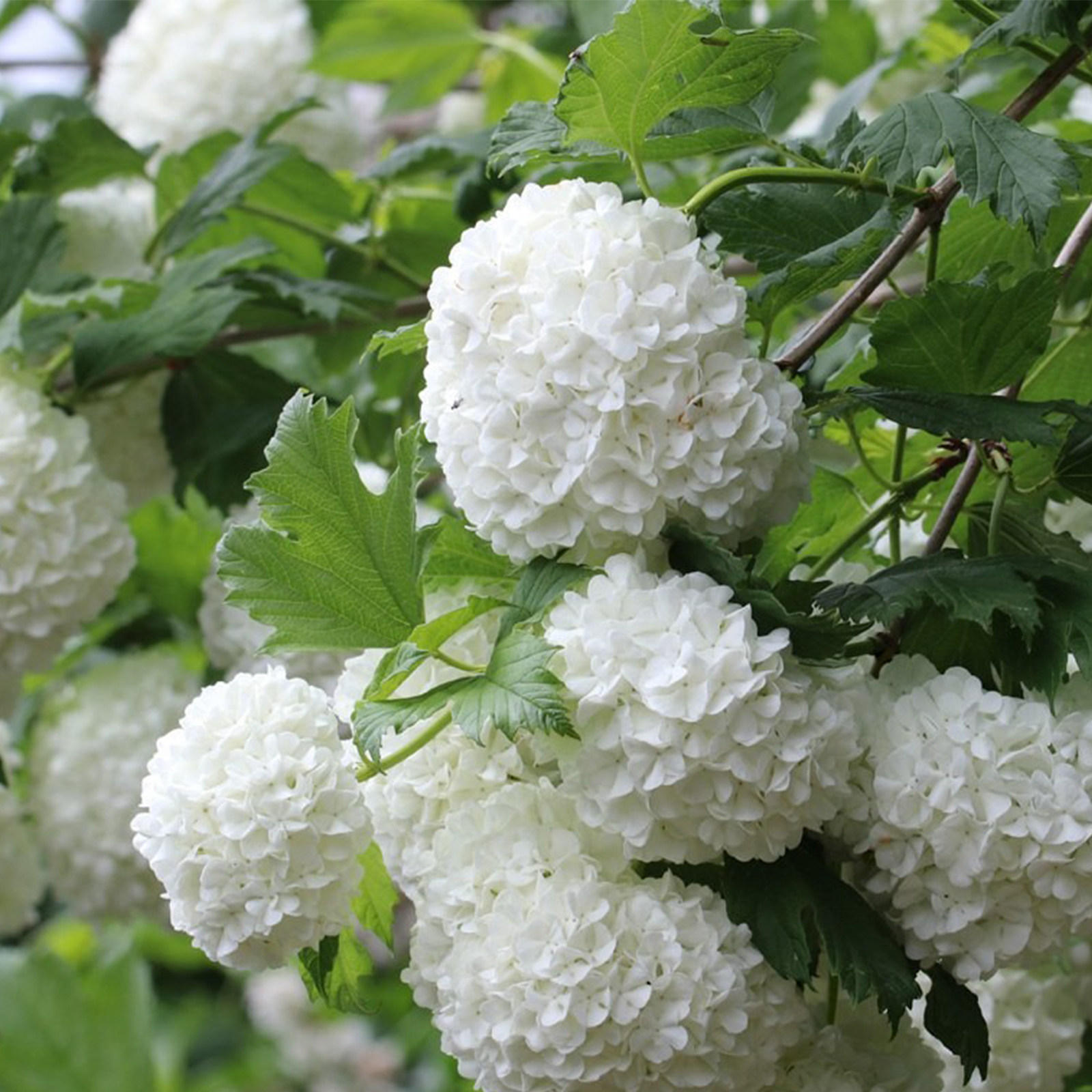 塔莎的花园欧洲木绣球玫瑰花苗大花地栽盆栽庭院灌木春季开花,鲜花速递/花卉仿真/绿植园艺,绣球/木绣球/木本植物,淘宝优惠券,粉丝福利购,淘宝优惠卷