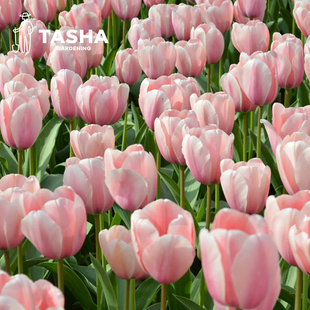塔莎 花园郁金香种球肉色印象荷兰进口水培狐狸舞步香奈儿粉紫白