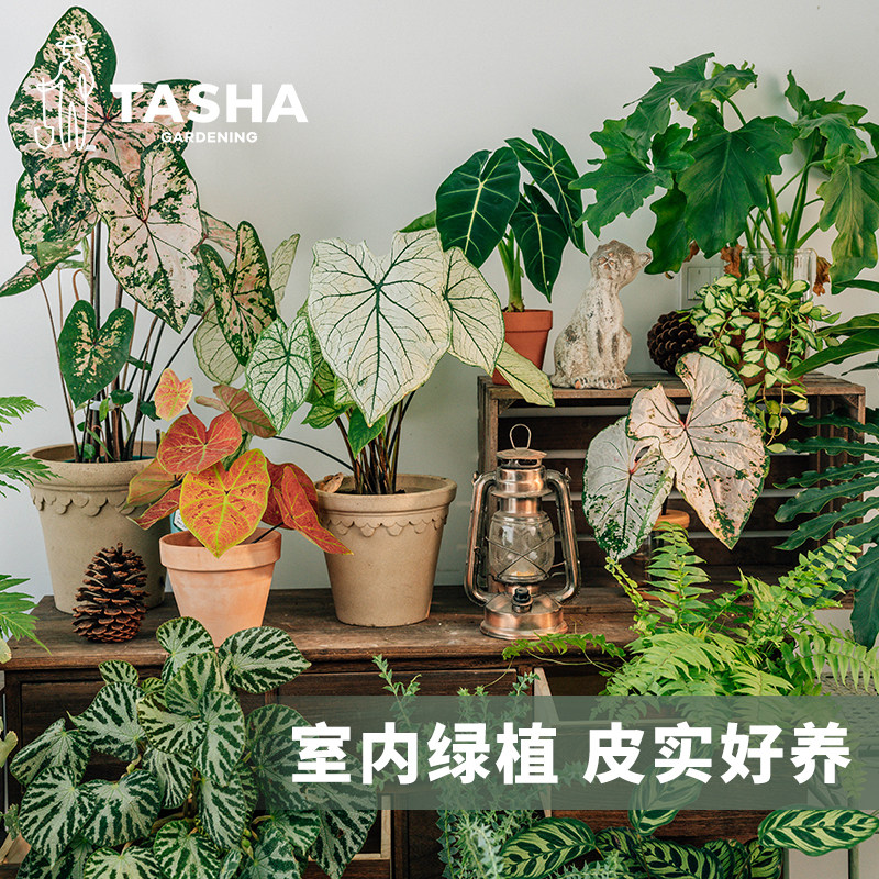 塔莎的花园彩叶芋室内盆栽绿植图片