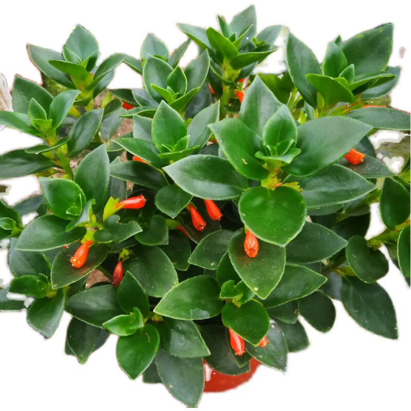 金鱼花吊兰盆栽新品花卉植物红金鱼花室内吊兰金鱼盆栽吊兰金鱼花