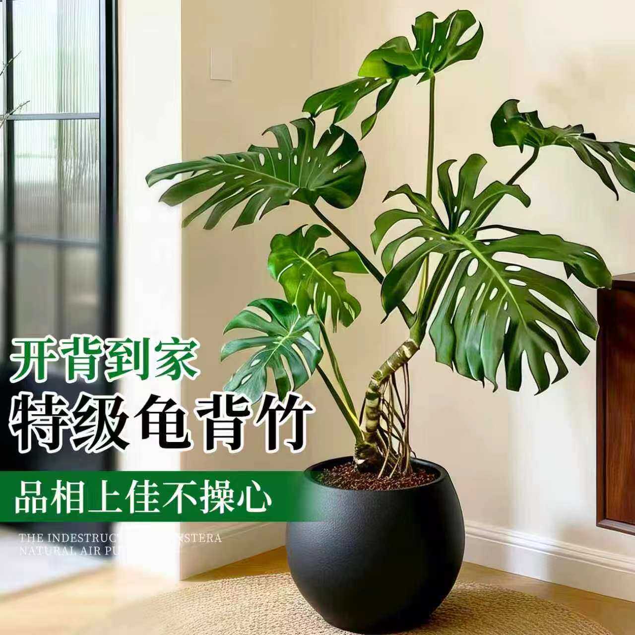 龟背竹盆栽室内阳台办公室大型绿植单株观叶植物好养落地高级感