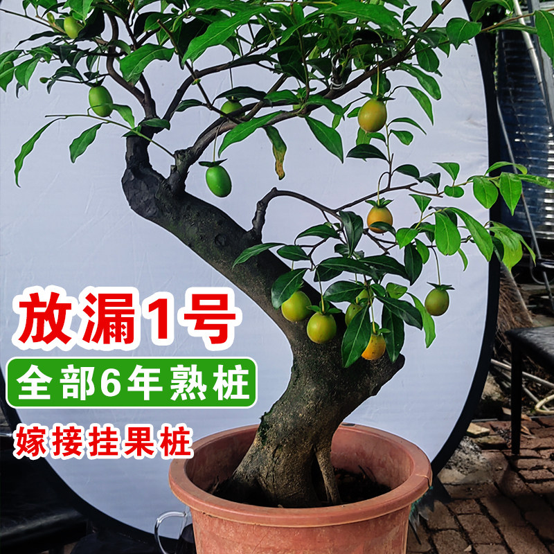 放漏熟桩金弹子盆景绿植