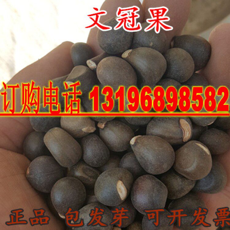 文冠果种子净籽 花木种子 苗木种子文冠果种子