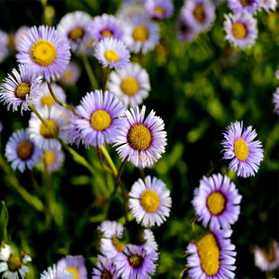 云南药材种苗灯盏花种子 灯盏细辛种子灯盏花中药灯盏细辛种子
