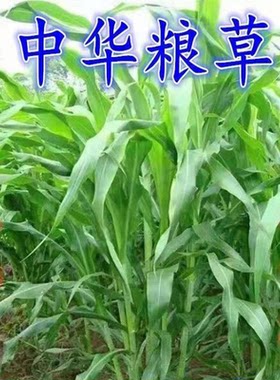 中华良草牧草种子多年生四季常青养殖牛羊鱼兔牧草畜牧草种籽