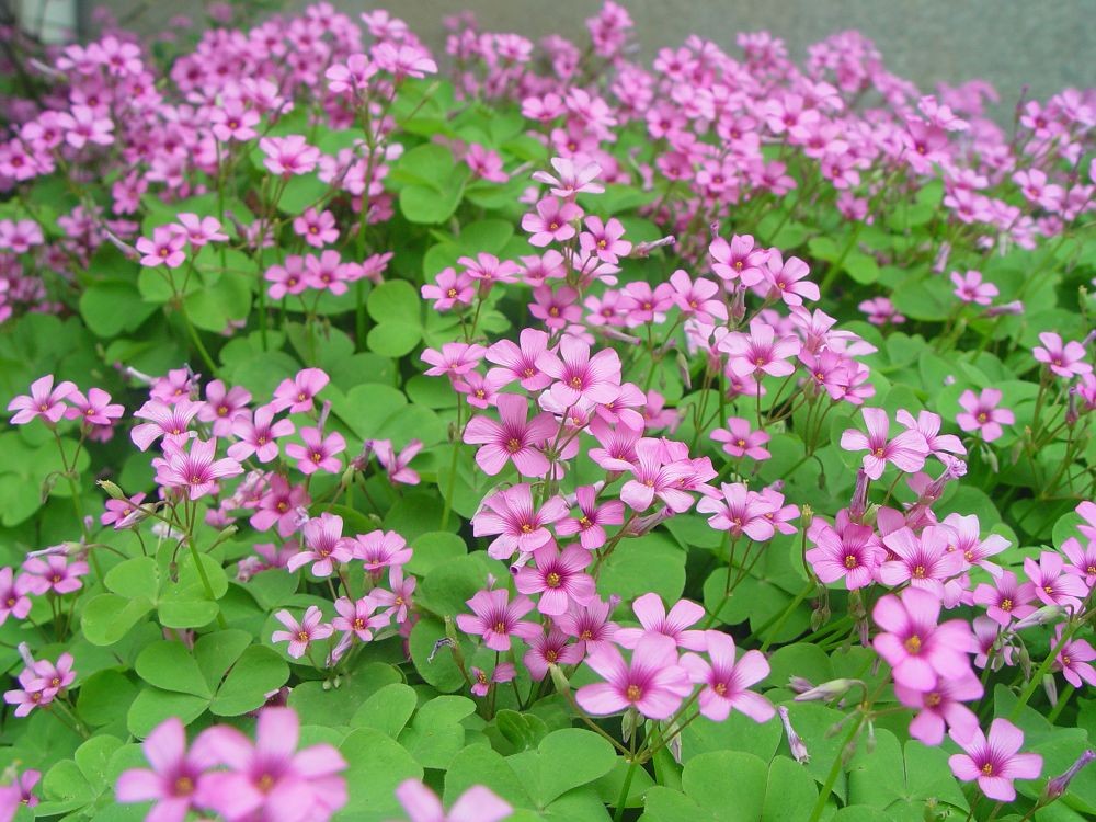 长期开花红花三叶草三叶酢浆草幸运草红花炸酱草红三叶种子