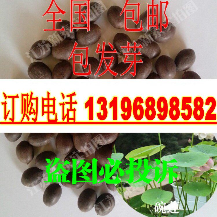 散装开口碗莲种子  观赏荷花高产莲子 水生花卉 睡莲种子包邮