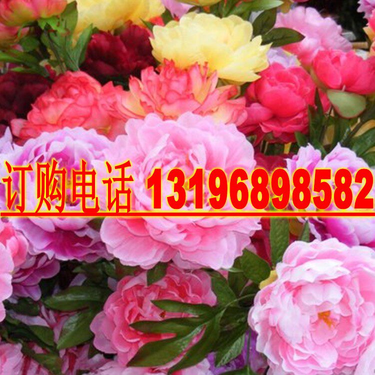 新采牡丹种子精品牡丹花种子四季牡丹花种室内庭院阳台芍药花籽