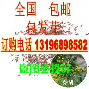 柴胡种子 地熏 31号柴胡 805北柴胡三岛柴胡山菜柴草包邮